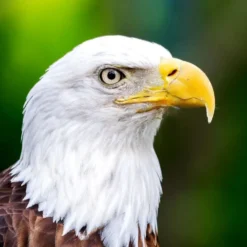 TECHING American Bald Eagle Model Kit - Haliaeetus Leucocephalus with Flying and Flapping Wings