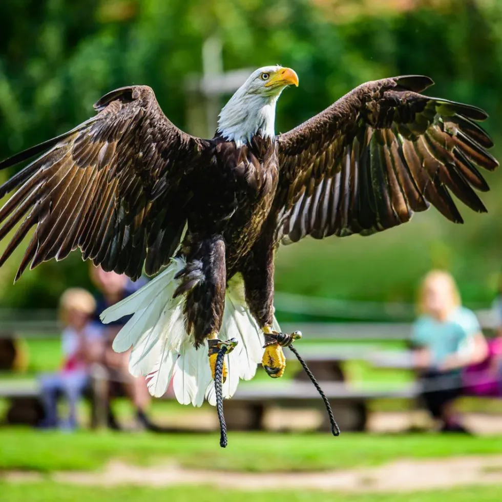 TECHING American Bald Eagle Model Kit - Haliaeetus Leucocephalus with Flying and Flapping Wings