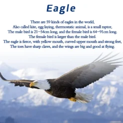 TECHING American Bald Eagle Model Kit - Haliaeetus Leucocephalus with Flying and Flapping Wings